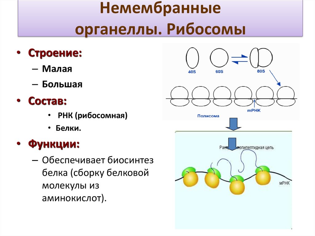 Биосинтез мономеров. Рибосомы строение и функции 10 класс. Рибсоныстроение кратко 7 класс. Строение, структура, функции рибосом.. Рибосомы в прокариотических клеток функции.