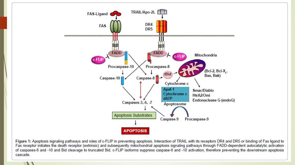 Рецептор 5. Fas Рецептор. Fas-Рецептор на каких клетках. Fat apoptosis сколько мл на тело.