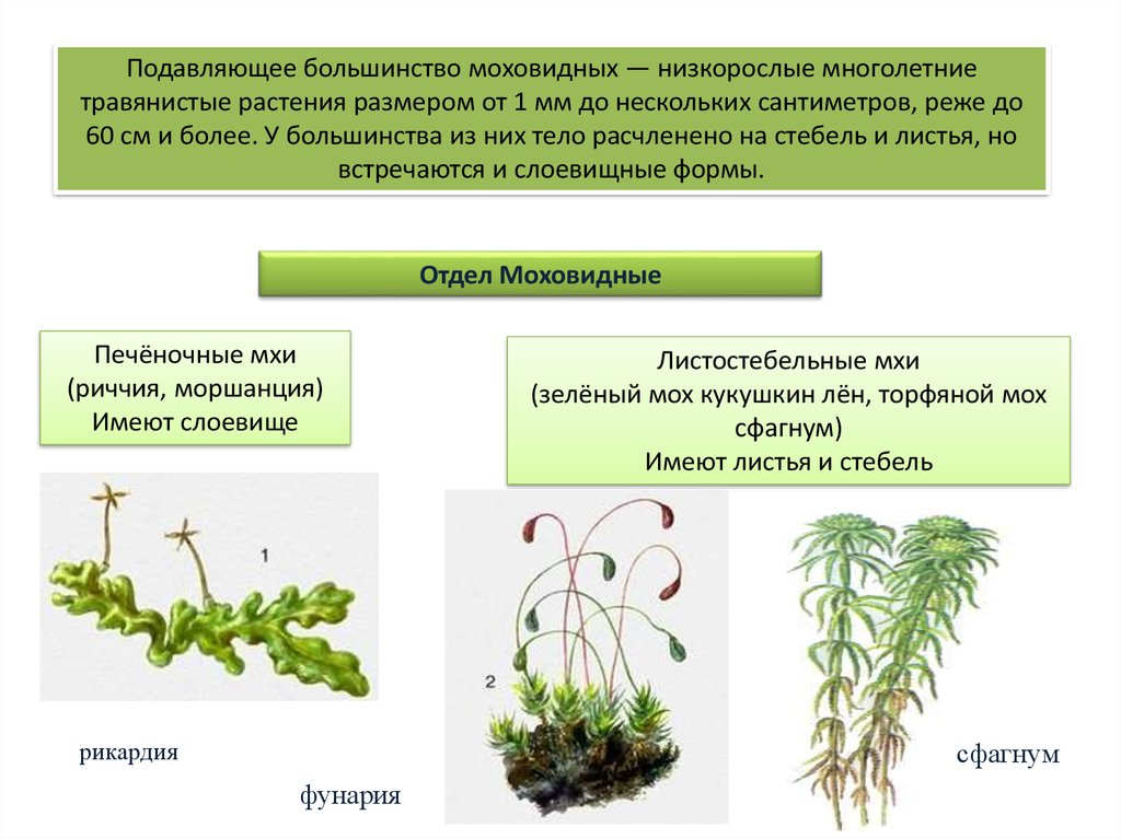 Мхи кратко. Мохообразные споровые растения. Представители мохообразные сфагнум. Мохообразные характеристика. Мохообразные высшие споровые растения характеристика.