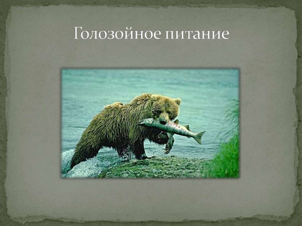 Голозойное питание