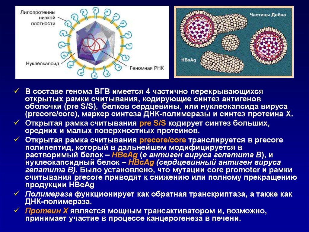 Вирусные белки. Нуклеокапсида. HBS антиген вируса гепатита в. Антиген нуклеокапсида вируса гепатита в. Нуклеокапсид белок.