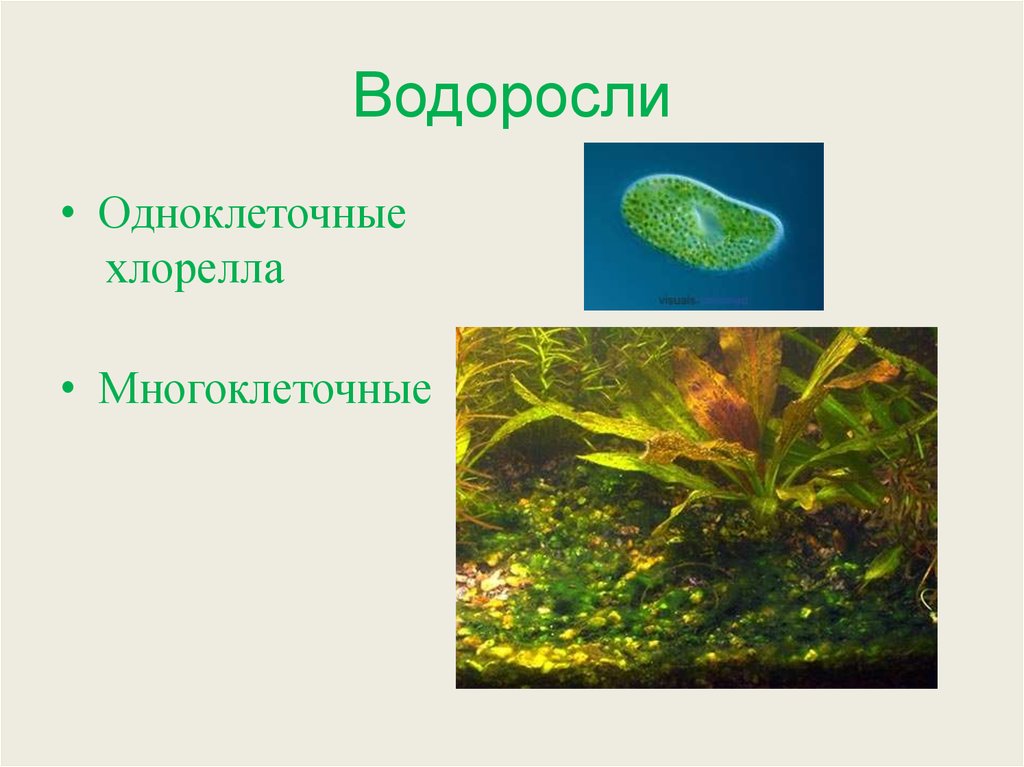 Известно что хламидомонада одноклеточная фотосинтезирующая зеленая водоросль