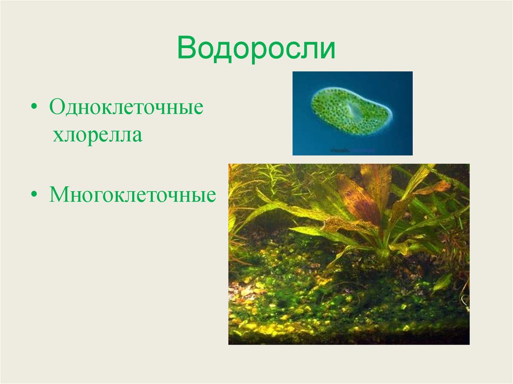 Одноклеточные водоросли. Хлорелла это многоклеточная водоросль. Одноклеточные водоросли 5 класс биология. Водоросли 5 класс биология водоросли многоклеточные и одноклеточные. Водоросли зеленые одноклеточные и многоклеточные водоросли.