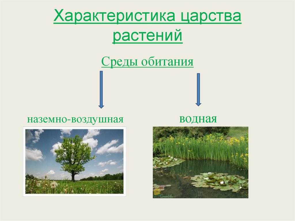 Признаки царства растений. Характеристика царства растений. Характеристика характеристика царства растений. Признаки и особенности царства растений. Краткая характеристика царства растения.