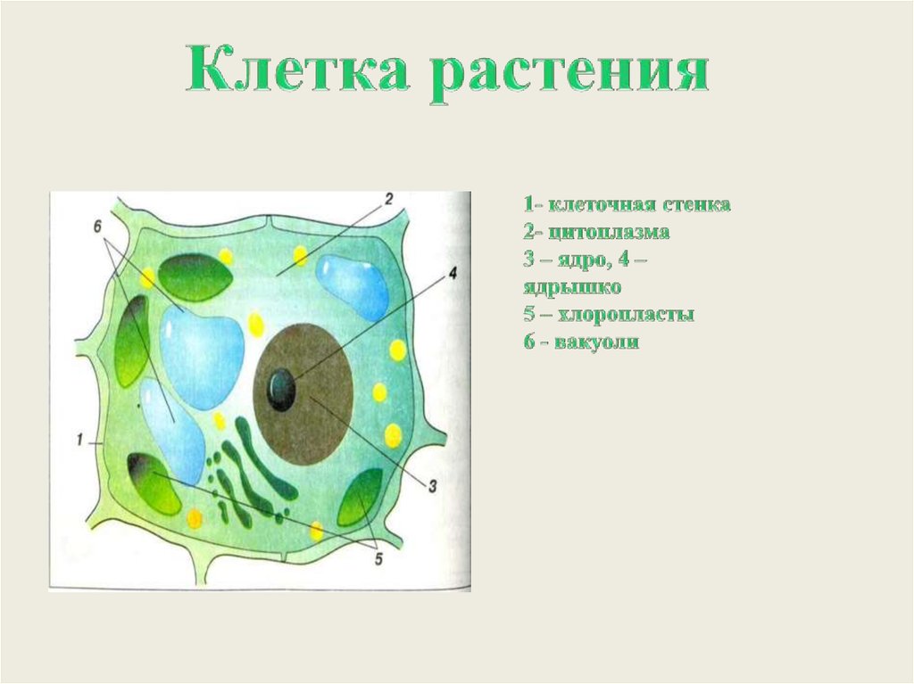 Наличие ядра растительной клетки