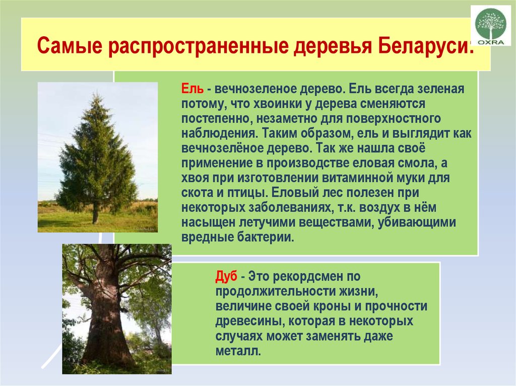 Какие деревья являются символом. Распространённые деревья. Самое распространенное дерево в Беларуси. Назовите самую распространенную породу дерева в России. Самые распространённые деревья.