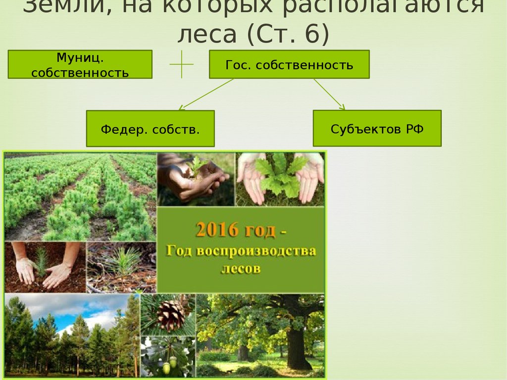 Леса располагаются. Категории земель, на которых располагаются леса. На землях каких категорий располагаются леса и Лесные участки. Леса могут быть в собственности субъектов. На землях каких категорий располагаются Лесные участки.