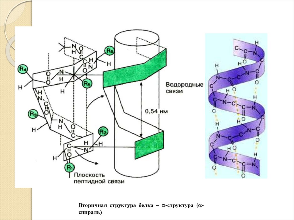 Вторичная структура белка связи. Бета спираль вторичной структуры белка. Водородные связи во вторичной структуре белка. Альфа спираль вторичная структура белка связи. Водородные связи в структуре белка.