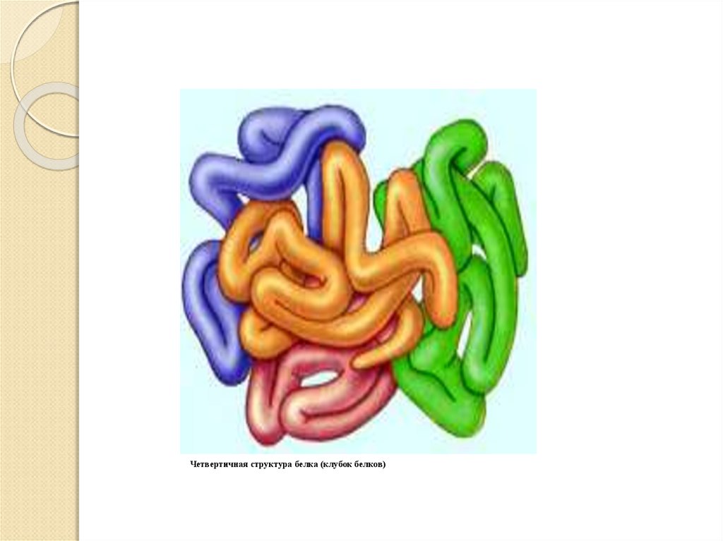 Четвертичная структура белка рисунок
