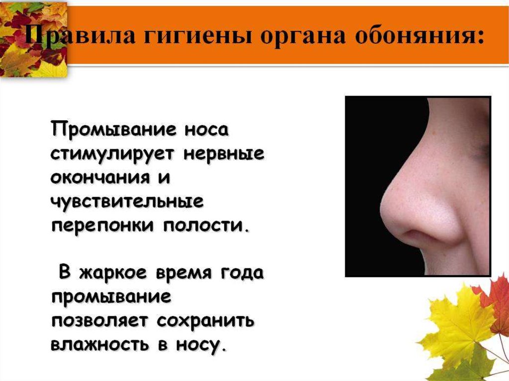 Заболевания обоняния. Гигиена обоняния. Гигиена органов обоняния. Гигиена носа. Гигиена органа носа.