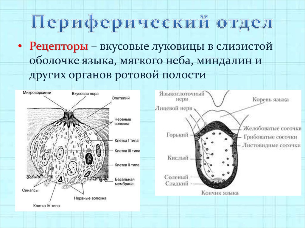 Дополните схему строения периферического отдела вкусового анализатора