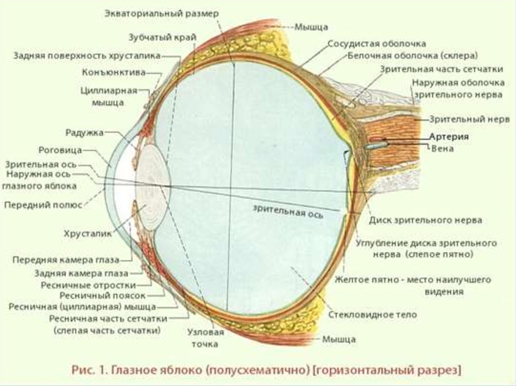 Роговица зрительная зона коры мозга стекловидное тело. Строение глазного яблока гистология. Строение глазного яблока анатомия латынь. Оболочки глазного яблока схема. Схема сагиттального разреза глаза гистология.