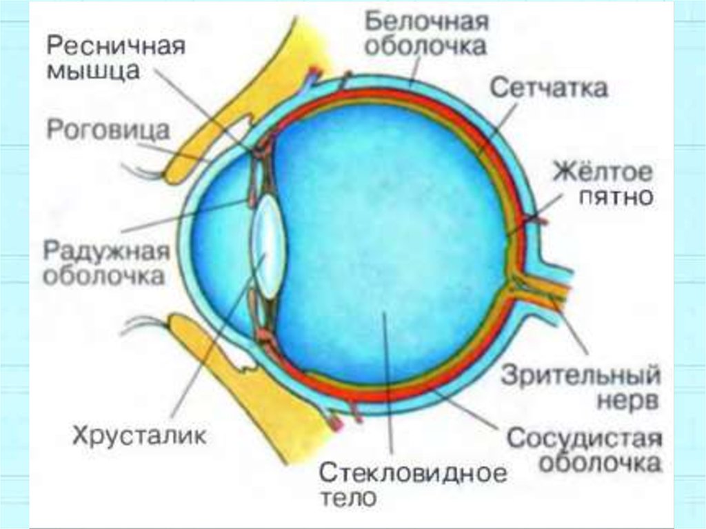 Глаз 8 класс. Строение зрительного анализатора глазное яблоко. Структура глаза биология 8 класс. Строение глаза 8 класс биология. Строение зрительного анализатора биология 8 класс.