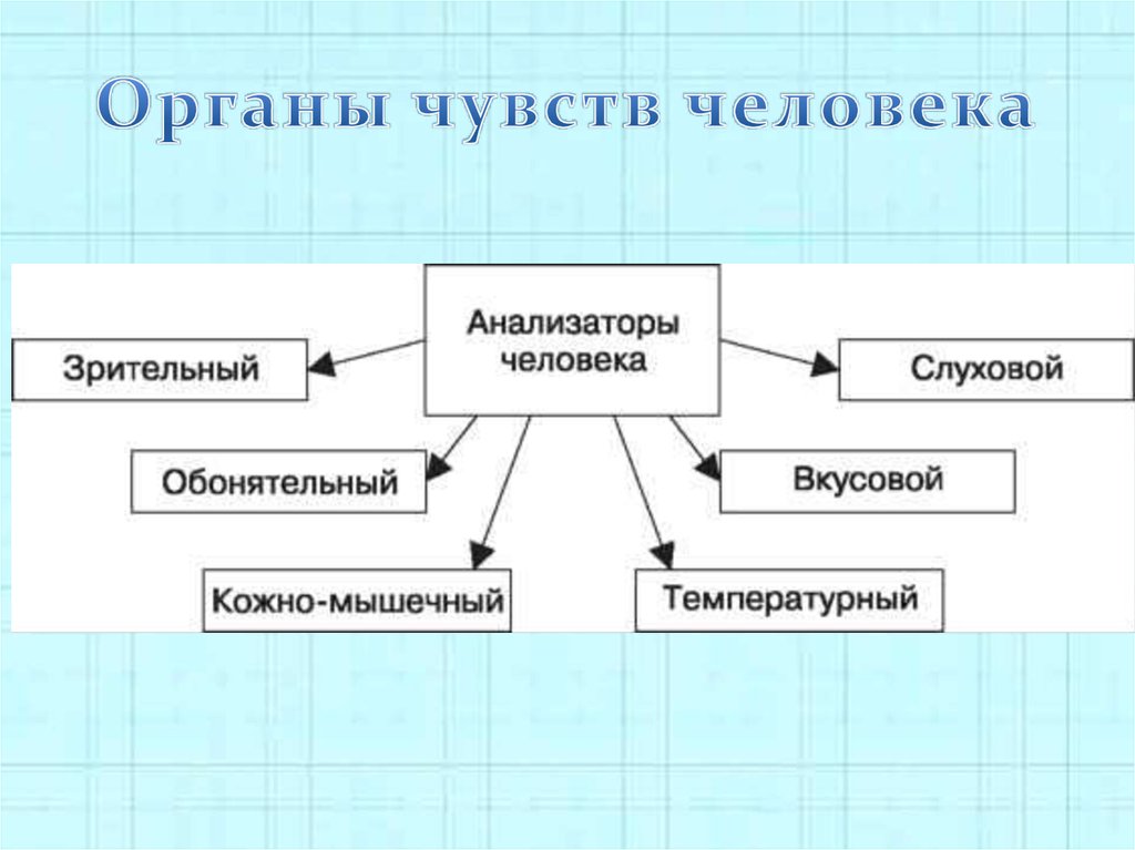 Анализаторы органы чувств. Анализаторы человека. Человек анализаторы органы чувств схема. Перечислите основные анализаторы человека. Все виды анализаторов у человека.