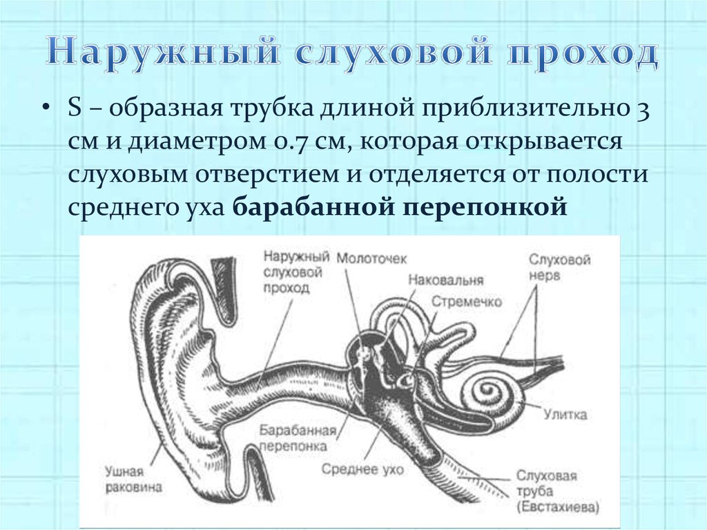 Ушная раковина систем. Строение уха наружный слуховой проход. Внутренний костный отдел наружного слухового прохода. Наружный слуховой проход заканчивается барабанной перепонкой. Наружный слуховой проход строение.