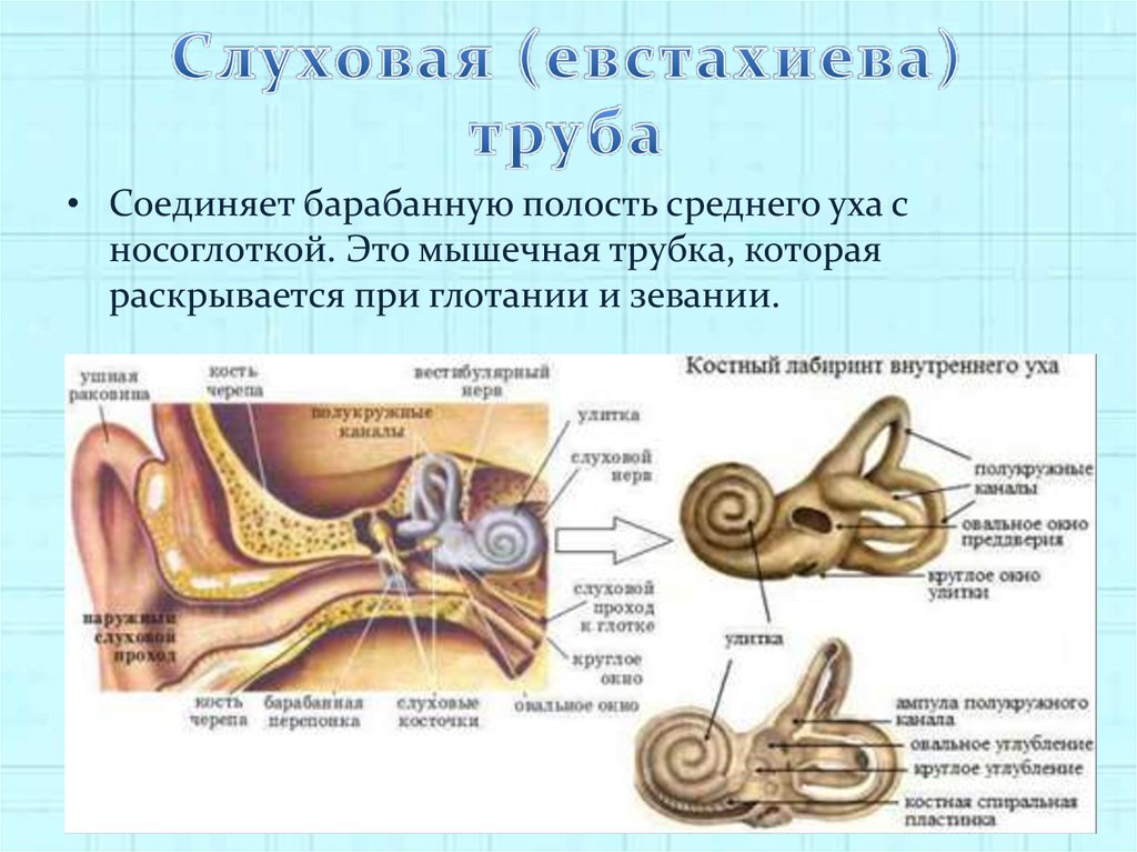 Внутреннее ухо расположено в полости кости. Костный Лабиринт внутреннего уха анатомия. Слуховой анализатор строение улитки. Строение внутреннего уха преддверие полукружные каналы. Строение уха полукружные каналы.