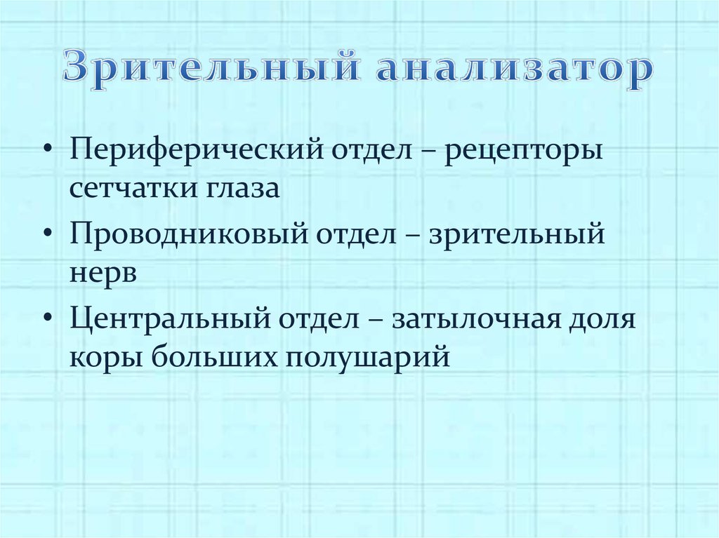 Чем представлен периферический отдел. Анализаторы периферический отдел проводниковый отдел. Зрительный анализатор периферический отдел рецепторы. Периферический отдел глаза. Периферический отдел проводниковый отдел Центральный отдел.