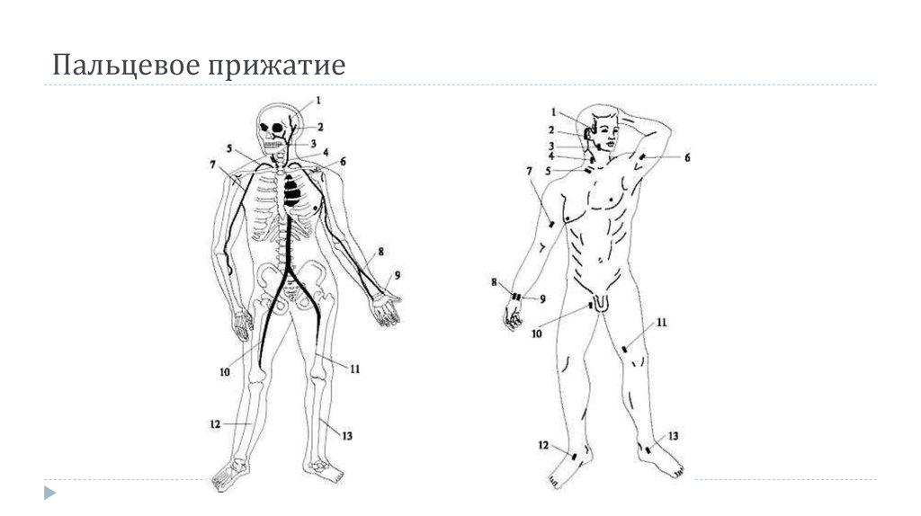 Точка пальцевого прижатия плечевой артерии