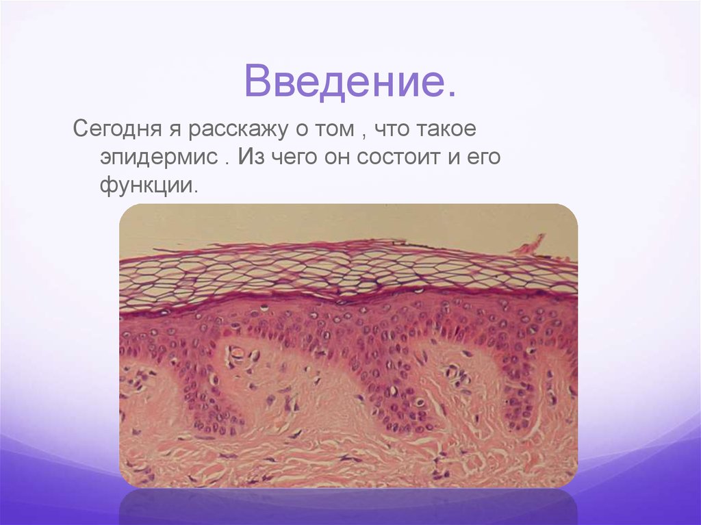 Эпидермис ткань