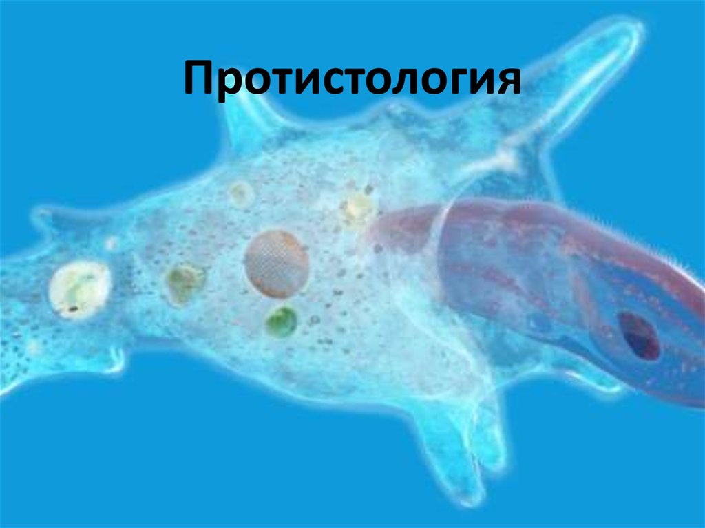3 саркодовые. Амеба веррукоза. Амёба обыкновенная протисты. Амеба одноклеточная. Одноклеточное животное амеба.