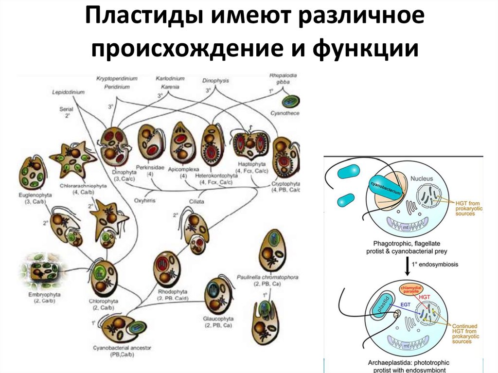 Каким номером на рисунке обозначена структура имеющая симбиотическое происхождение