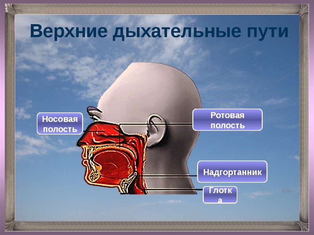 Полости дыхания. Верхние дыхательные пути. Дыхательные пути носовая полость. Верхняя часть дыхательных путей. Верхние дыхательные пути человека.