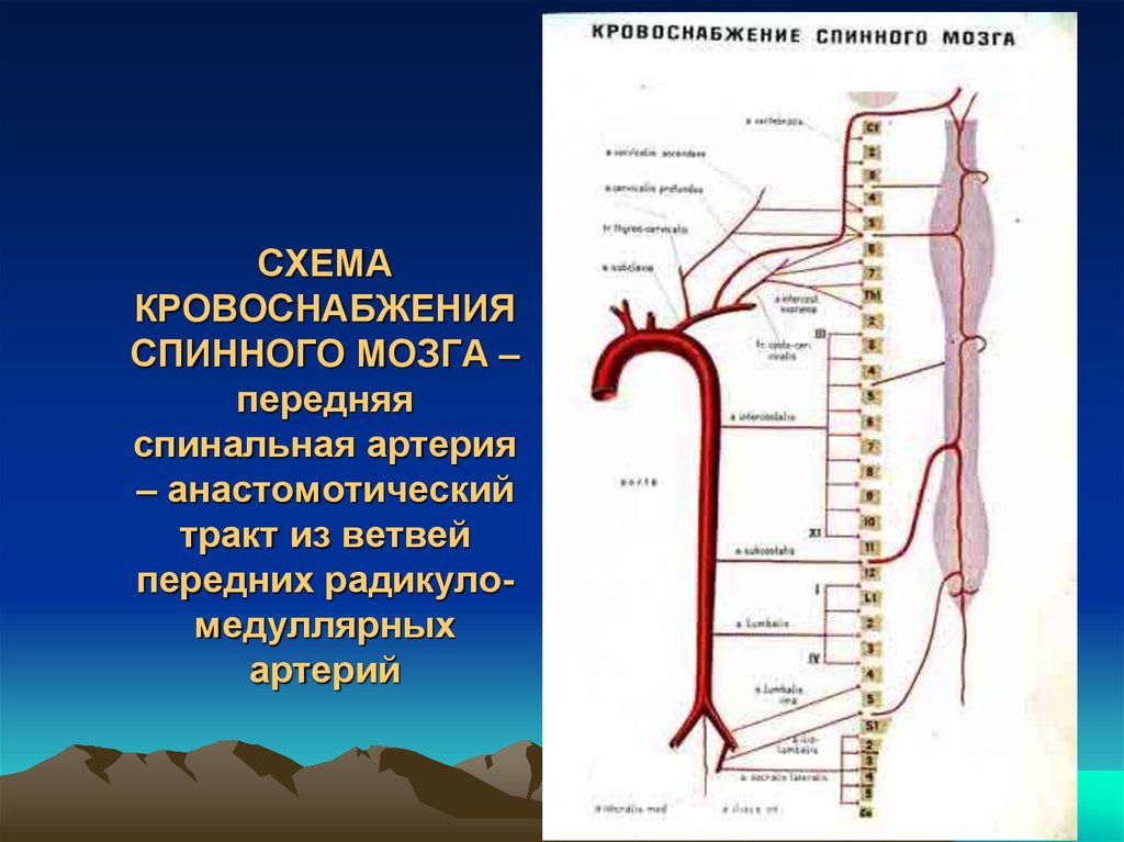 Кровоснабжение спинного мозга схема