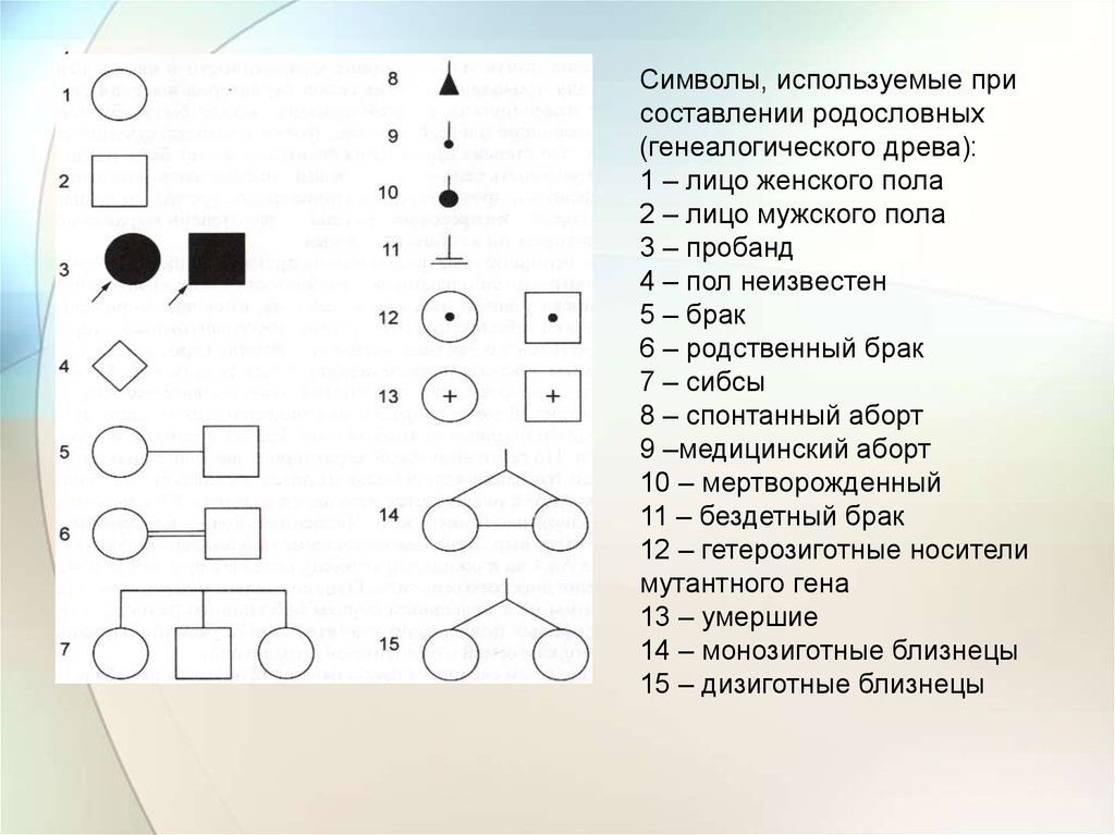 Условные обозначения в генеалогическом древе. Символы при составлении родословной. Символы, используемые при составлении родословных. Символы применяемые для составления родословной.