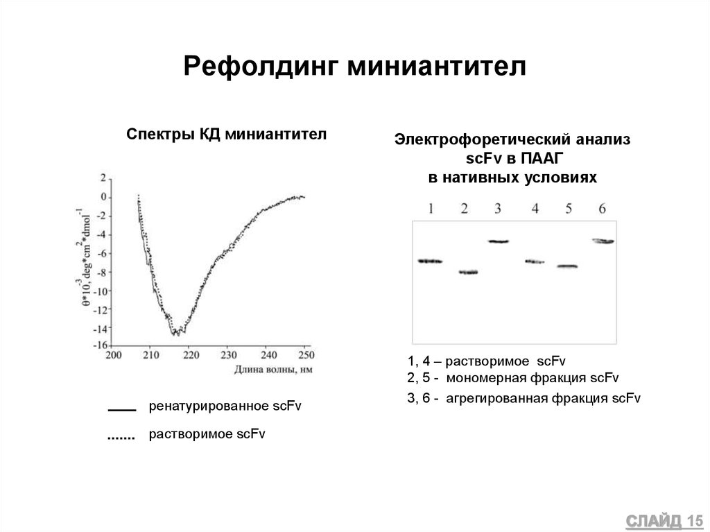 Рефолдинг миниантител