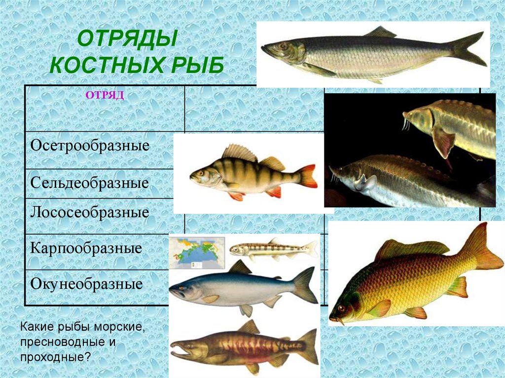 Название групп рыб. Класс костные отряд Лососеобразные. Отряд Осетрообразные представители таблица. Класс костные рыбы. Класс костные рыбы отряды.