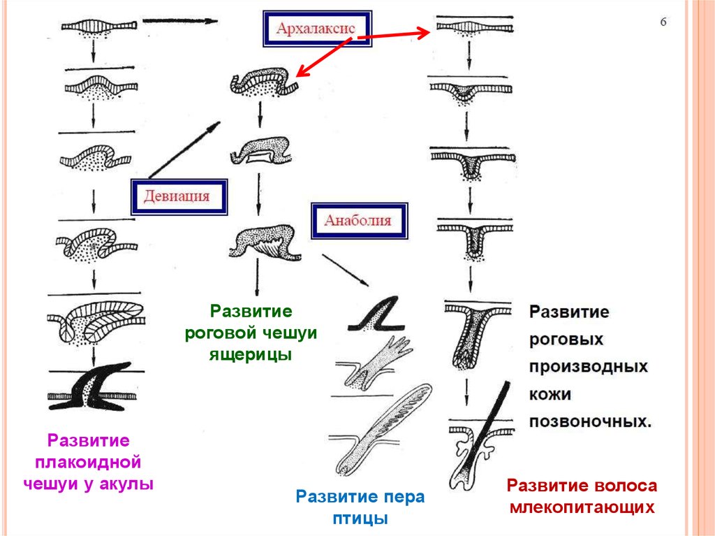 Филогенез кожных покровов