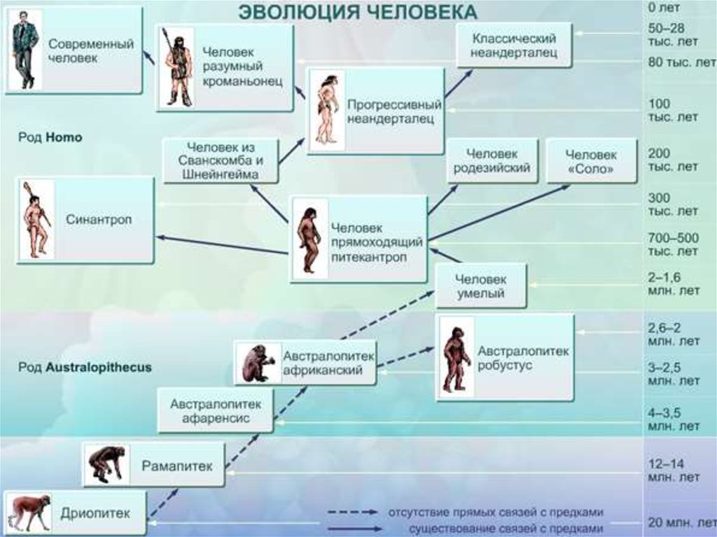 Теории эволюции человека презентация