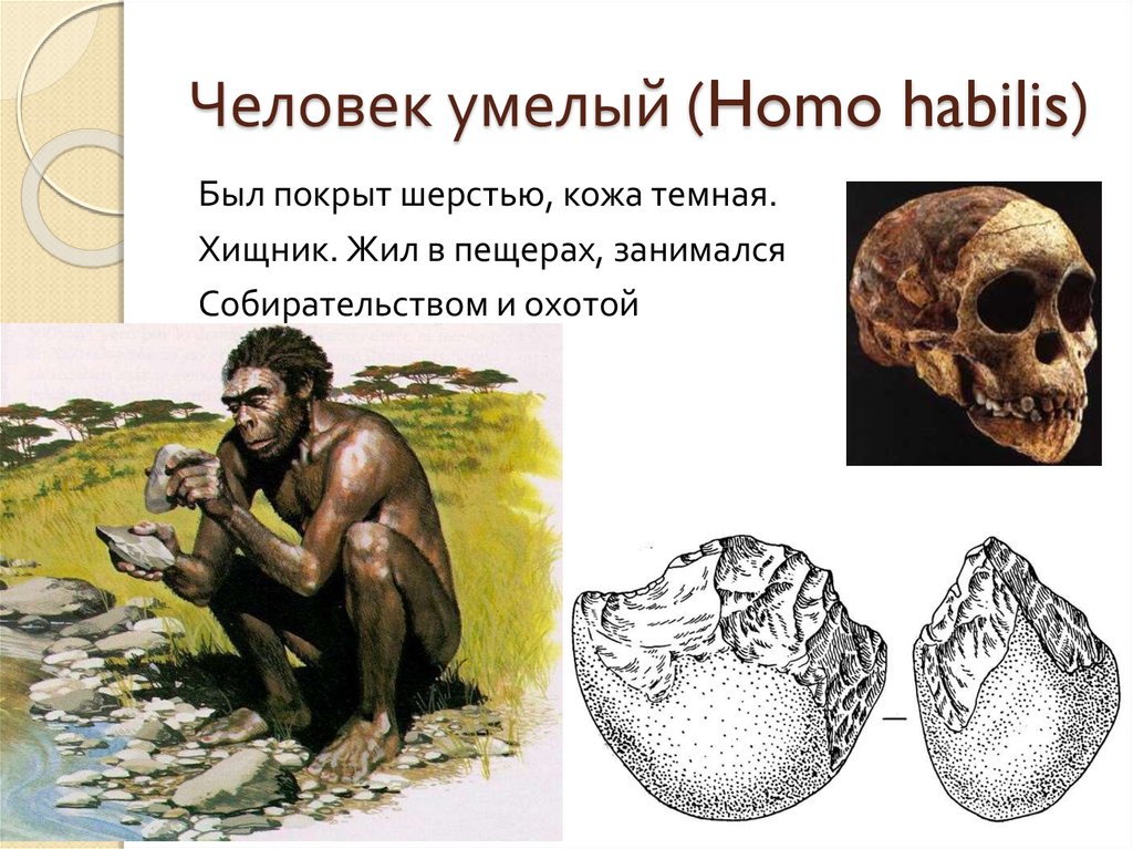 Виды homo habilis. Хомо хабилис образ жизни. Человек умелый хомо хабилис. ПРЕЗИНДЖАНТРОП человек умелый. Изображение человека умелого.