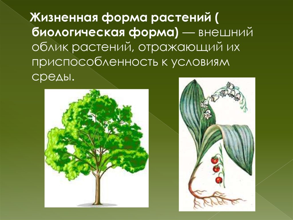 Определите жизненные формы растений. Внешний облик растений. Жизненные формы. 5 Жизненных форм растений. Жизненные формы растений презентация.