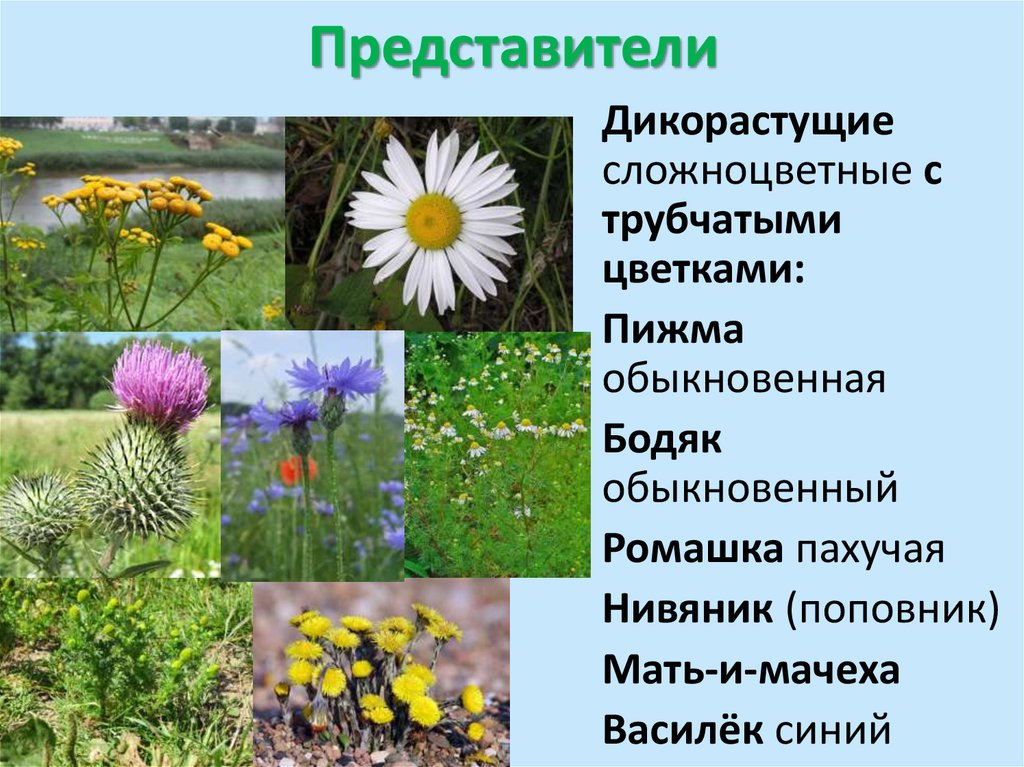 Культуры сложноцветных