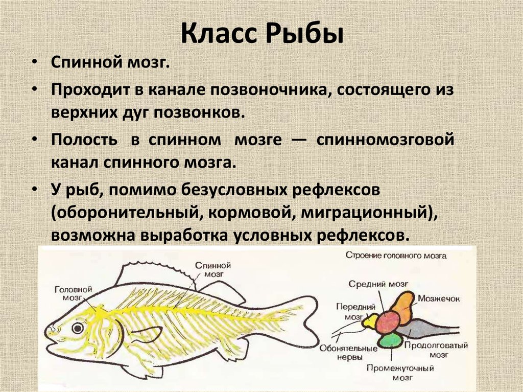 Какой мозг у рыб. Нервная система рыб 7 класс биология таблица. Нервная система костной рыбы 7 класс. Нервная система рыб 7 класс биология. Нервная система костных рыб.