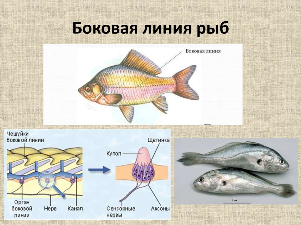 Органы слуха у рыб находятся. Боковая линия у рыб функции. Строение боковой линии у рыб. Органы боковой линии. Схема строения боковой линии рыб.