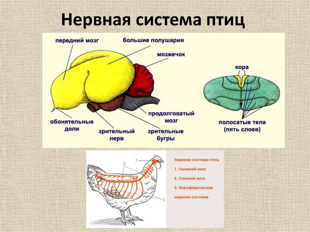 Класс птицы мозг. Нервная система птицы головной мозг. Нервная система птиц строение головного мозга. Нервная система птиц схема. Эволюция нервной системы птиц.