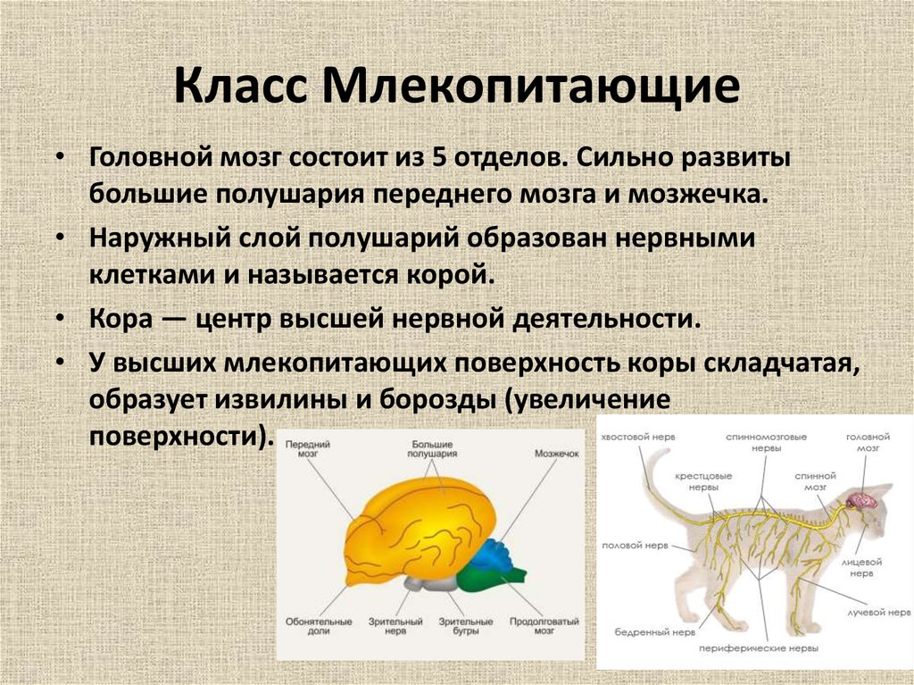 Структура мозга млекопитающих. 5 Отделов нервной системы млекопитающих. Нервная система млекопитающих кратко 7. Строение головного мозга млекопитающих биология 7 класс. Нервная система млекопитающих 7 класс таблица.