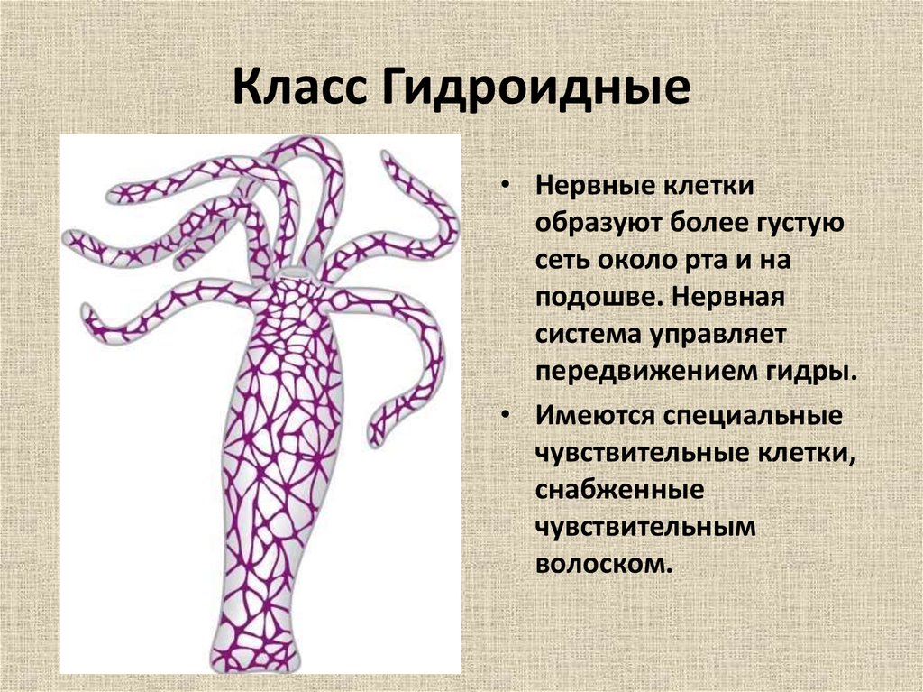 Сетчатая нервная. Класс Гидроидные кровеносная система. Нервная система гидры пресноводной. Диффузная нервная система гидры. Нервная система гидроидных кишечнополостных.