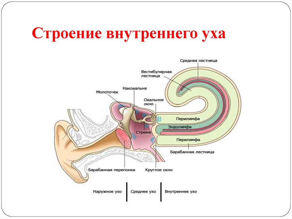 Улитка лабиринта внутреннего уха. Анатомические отделы внутреннего уха. Внутреннее строение улитки внутреннего уха. Строение внутреннего уха орган слуха. Строение внутреннего уха человека.