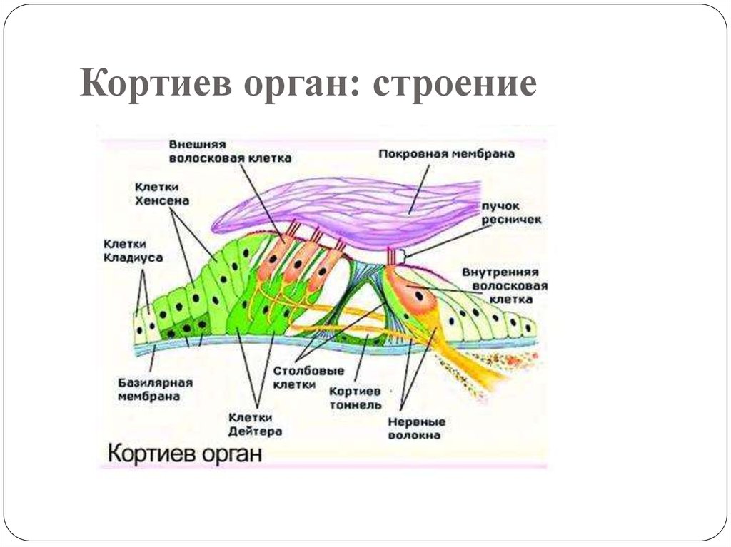 Рассмотрите на рисунке строение улитки и кортиева органа подпишите обозначения и функции структур