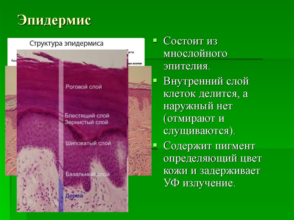 Эпидермис кожи человека фото и описание что такое