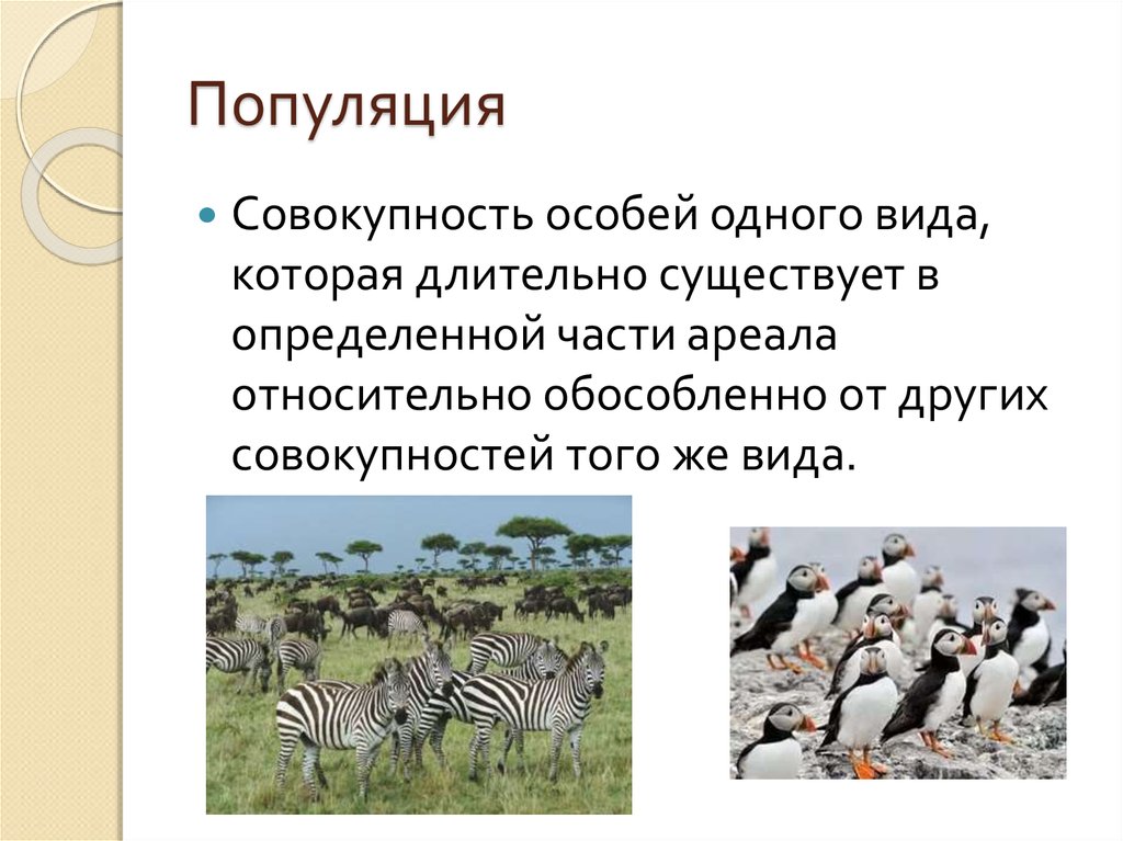 Разнообразие особей. Популяция это. Биологическая популяция. Популяция особей. Популяция это совокупность особей одного вида.