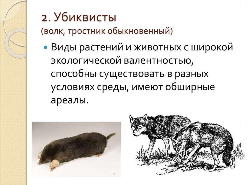 2. Убиквисты (волк, тростник обыкновенный)