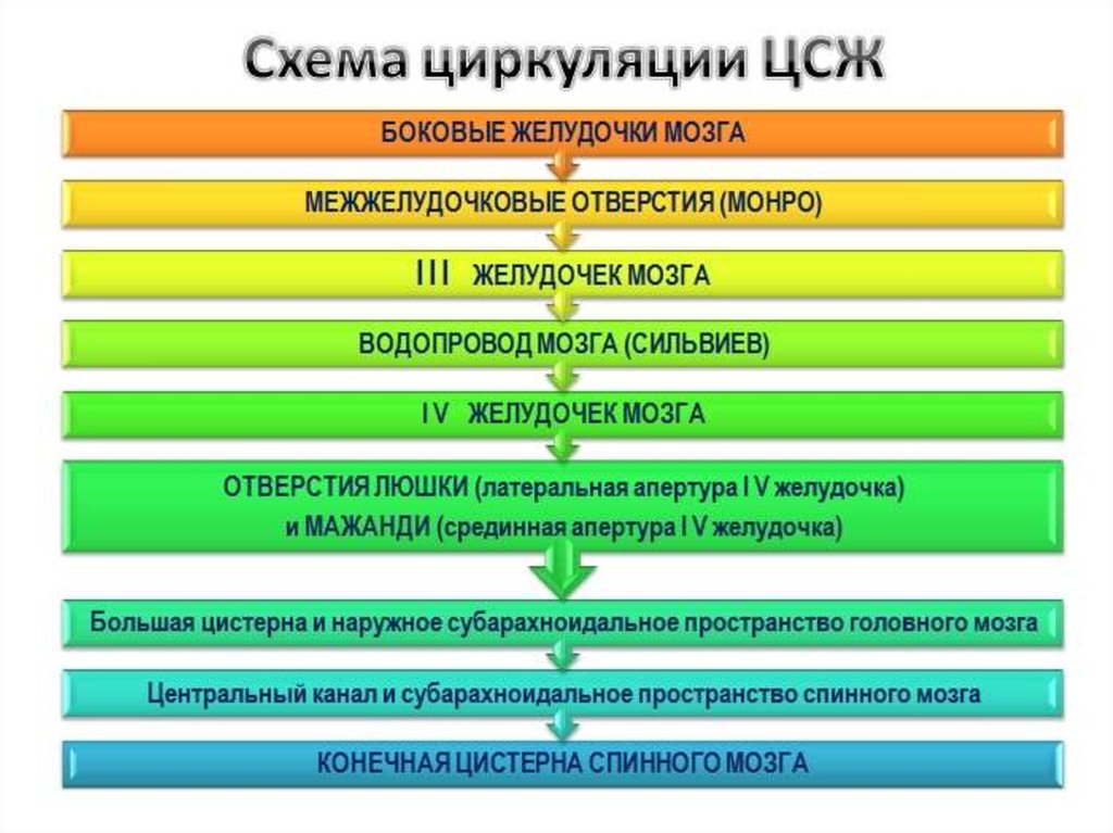 Движение ликвора в головном мозге схема