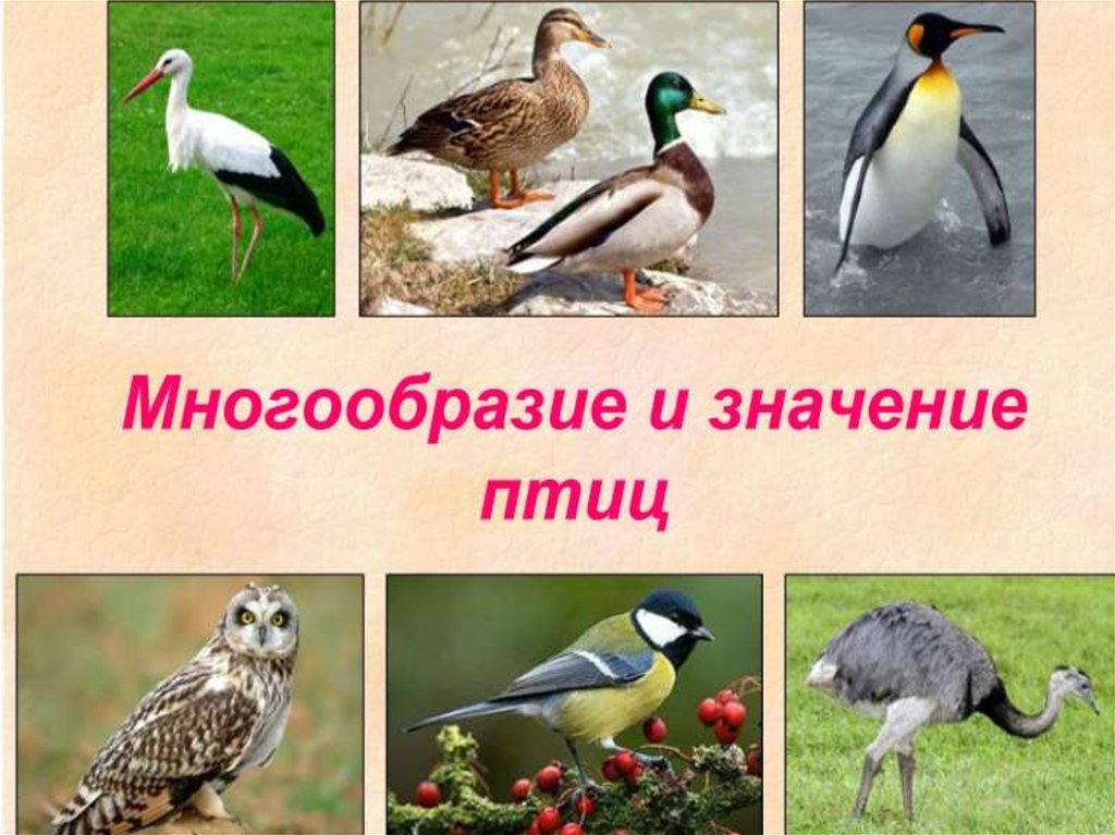Многообразие птиц 8 класс