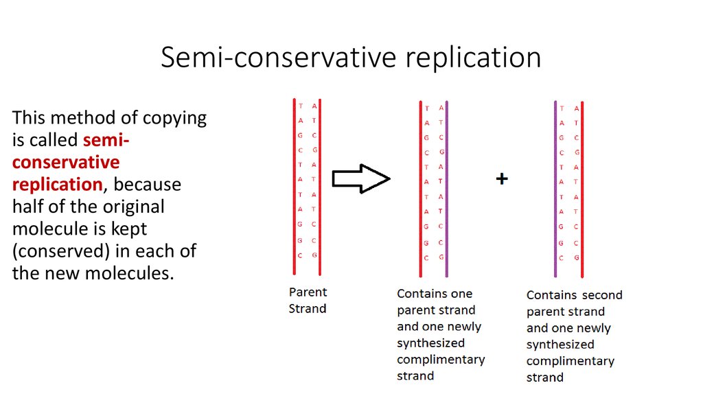 Semi-conservative replication