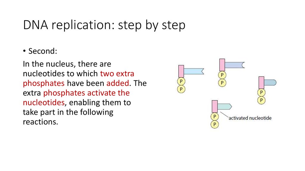 DNA replication: step by step