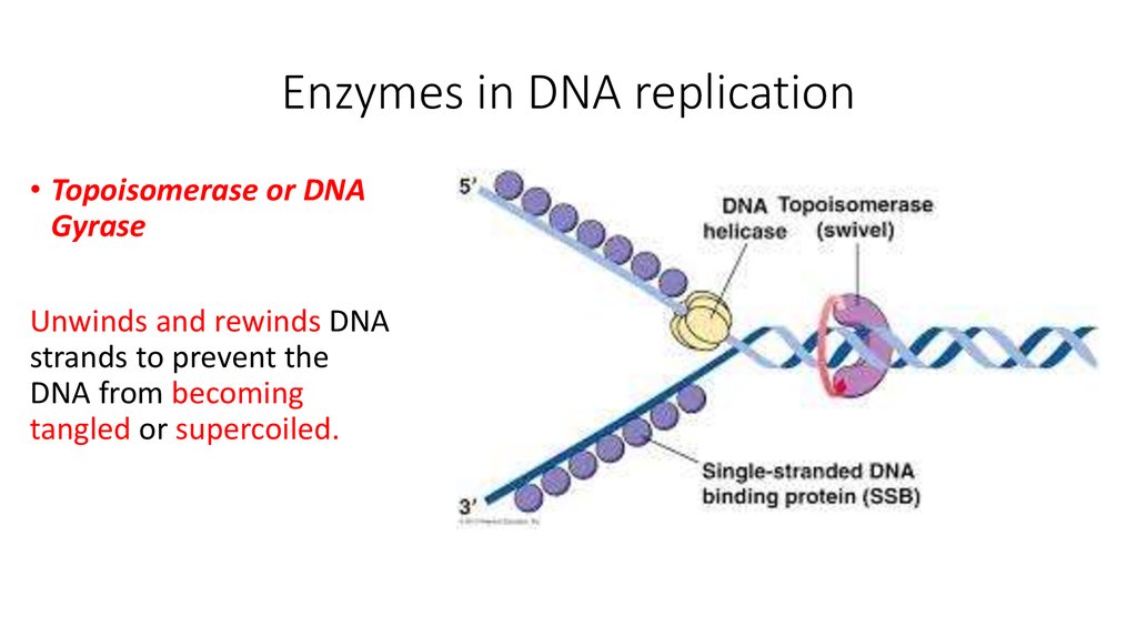 Ферменты репликации. Функция топоизомеразы при репликации ДНК. DNA gyrase. Топоизомераза функция при репликации ДНК. Enzymes DNA.